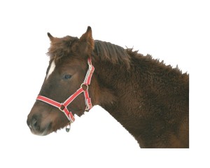 Kantar nylonowy Exclusive COVALLIERO