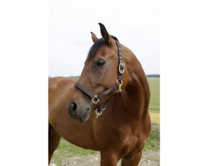 Kantar Goleygo z Adaptrem COVALLIERO