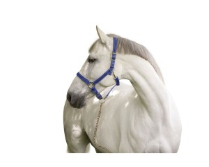 Kantar Mustang COVALLIERO