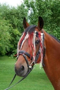 Naczółek z frędzelkami dla konia, kolorowy, roz. Cob, Covalliero