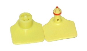 Kolczyk Multiflex L, część męska i żeńska, żółty, Caisley