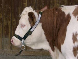 Kantar dla bydła z łańcuchem Profi, zielony, z okuciami, Kerbl