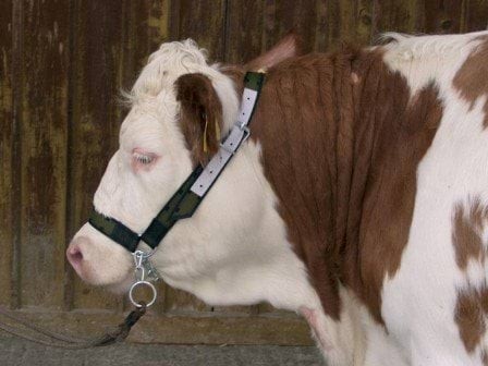 585056342473392c935e5baa473623a7