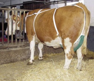 Siatka na wymiona dla krów, z pasem naszyjnym, roz. XL, Kerbl