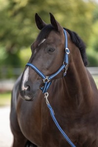 Kantar dla konia Hippo, granatowy/beżowy, roz. Foal, Covalliero