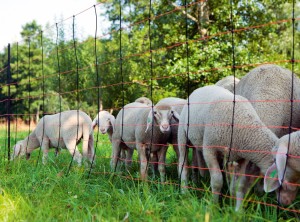 Siatka dla owiec TitanNet, 50 m, 90 cm, poj. szpic, czarno-pomarańczowa, Kerbl