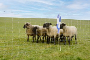 Siatka przeciwko wilkom OviNet Maxi, 50 m, 122 cm, poj. szpic, biało-niebieska, Kerbl