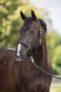 Kantar dla konia Hippo, czarny, roz. Foal, Covalliero