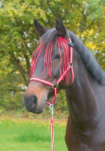 Naczółek z frędzelkami dla konia, ciemnoczerwony, roz. Pony, Covalliero