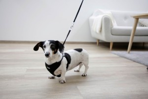 Uprząż dla szczeniąt ze smyczą, 24 - 44 cm x 10 mm, Kerbl