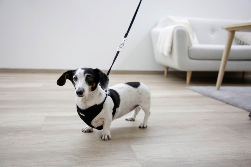 4cc616a6229b581663c892fbaa739020