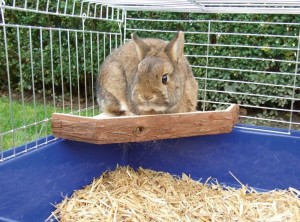 Eco taras widokowy dla gryzoni Nature, 26 x 26 x 4 cm, Kerbl