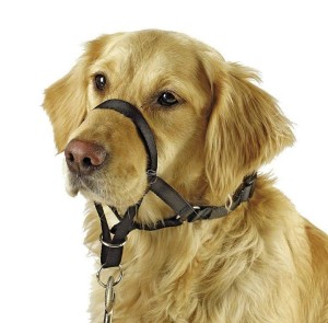 Uprząż treningowa dla psa Maxi Coach, < 38 cm, Kerbl